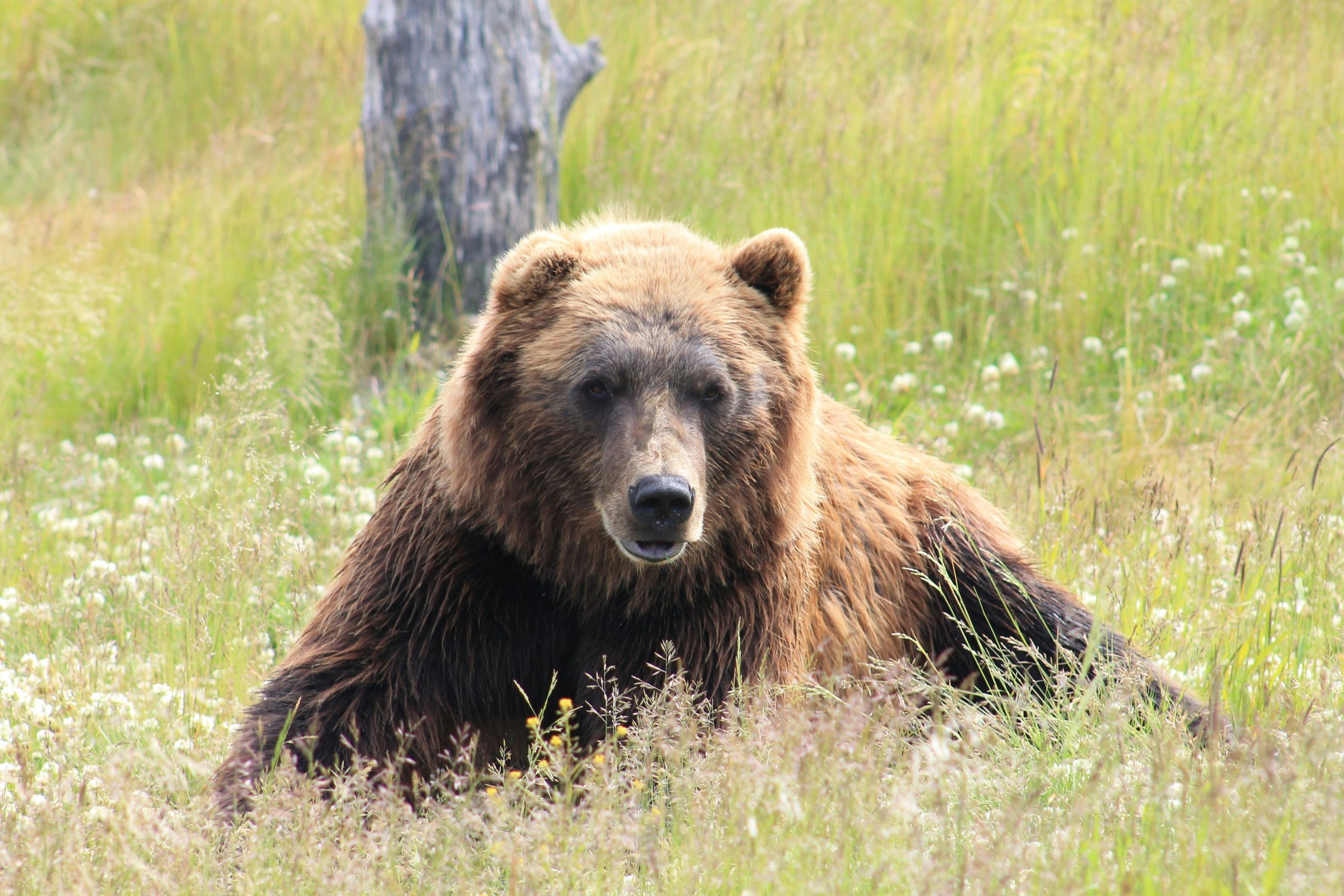 prepare for the unexpected with our guide on handling a bear encounter. learn how to stay safe and react appropriately in bear country.