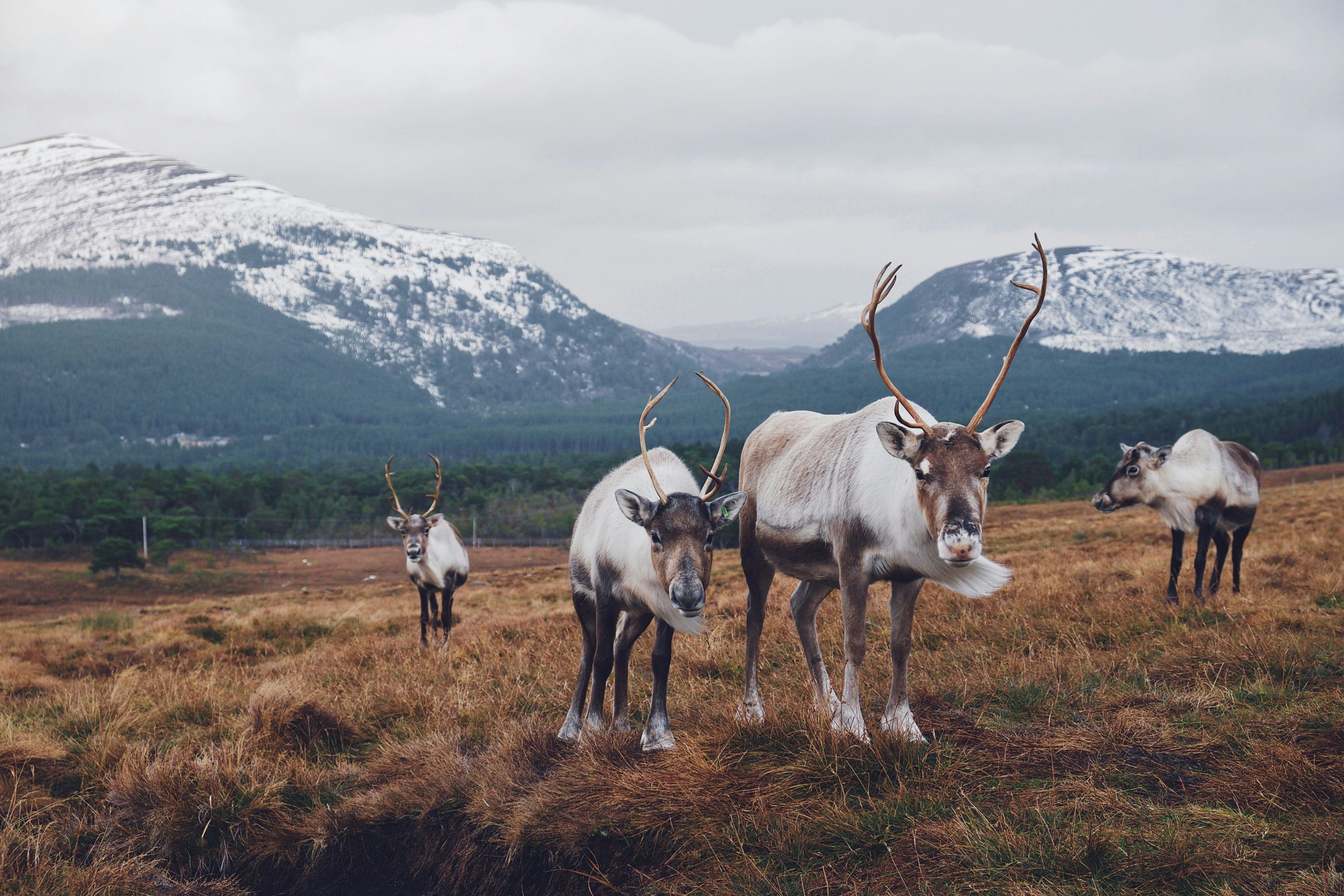 discover the majestic wild reindeer in their natural habitat. learn about their behavior, habitat, and conservation efforts to protect these iconic animals.